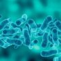 22 Hospitalized And 1 Dead Following  Legionnaires’ Disease Outbreak In New York City!